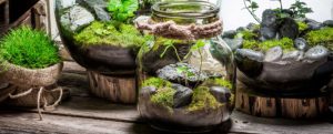 گیاهان مناسب برای تراریوم