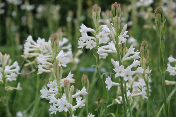 depositphotos 469292638 stock photo field delicate tuberose perennial plants