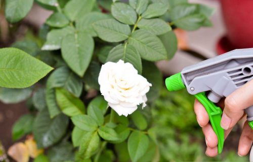 نحوه استفاده از تفاله قهوه برای گیاهان