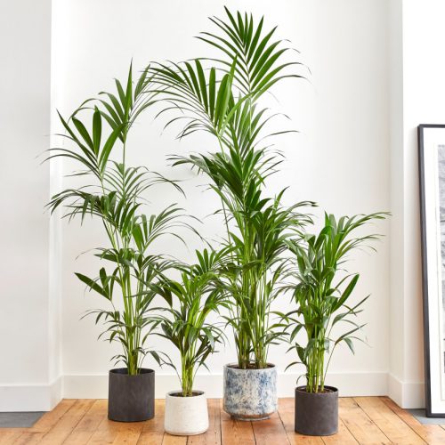 8 نوع گیاه آپارتمانی