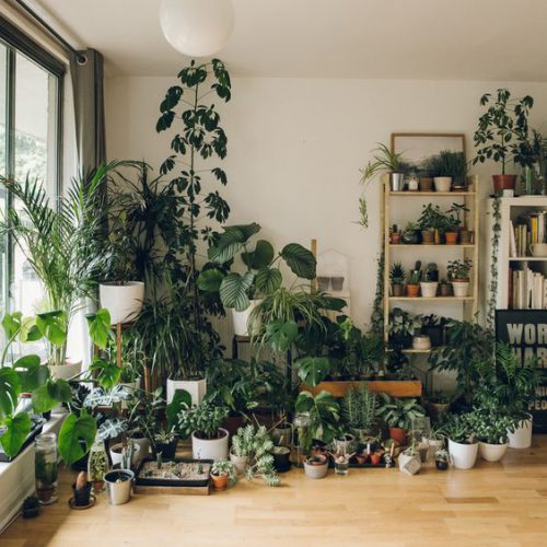 لیست گیاهان آپارتمانی