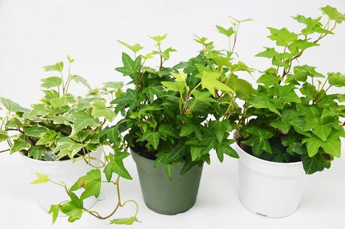 نگهداری گیاه هدرا