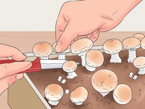 راهنمای گام به گام پرورش قارچ خوراکی در خانه