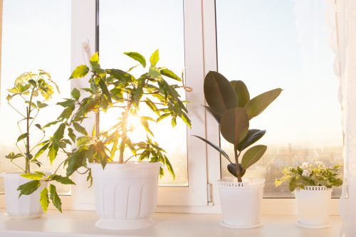 گیاهان حساس را از پنجره های آفتابگیر دور کنید