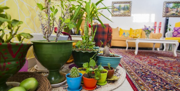 نگهداری گیاهان در فضای خنک خانه