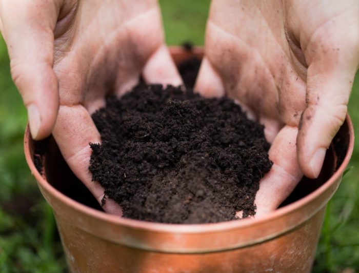 بهترین خاک برای کاشت گیاهان آپارتمانی