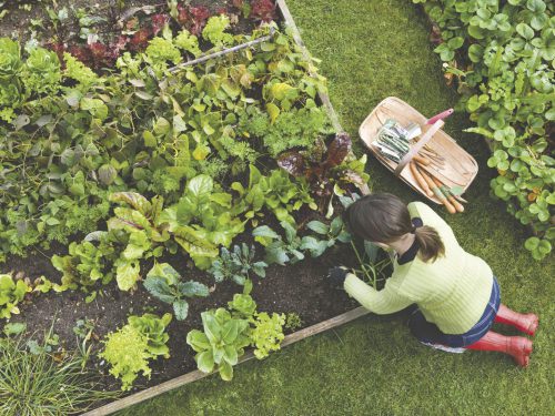 درست کردن باغچه در حیاط خانه