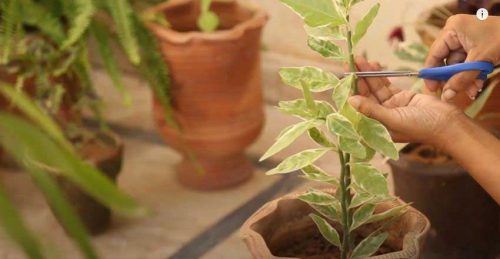 برش قلمه برای تکثیر گیاه پدیلانتوس