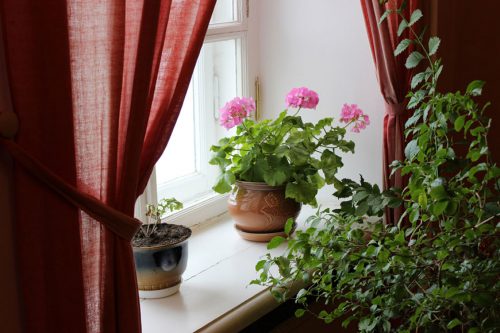 21 گیاه مناسب پنجره شمالی (1)