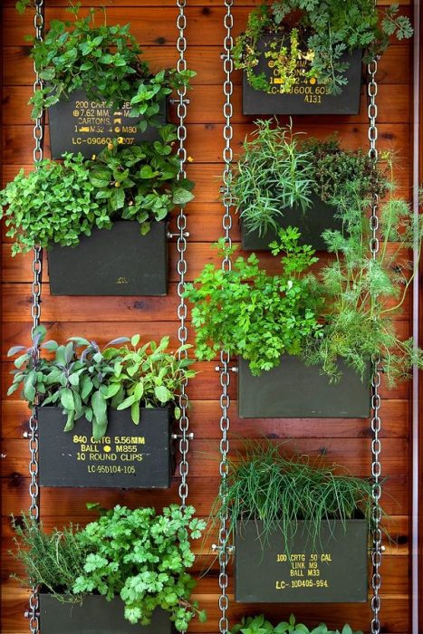 پرورش سبزی روی دیوار