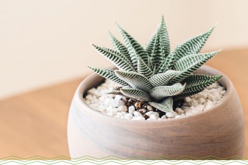 mini-succulents-zebra-cactus-500x333.jpg