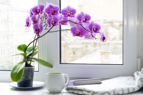 4. گل ارکیده ( Orchids )