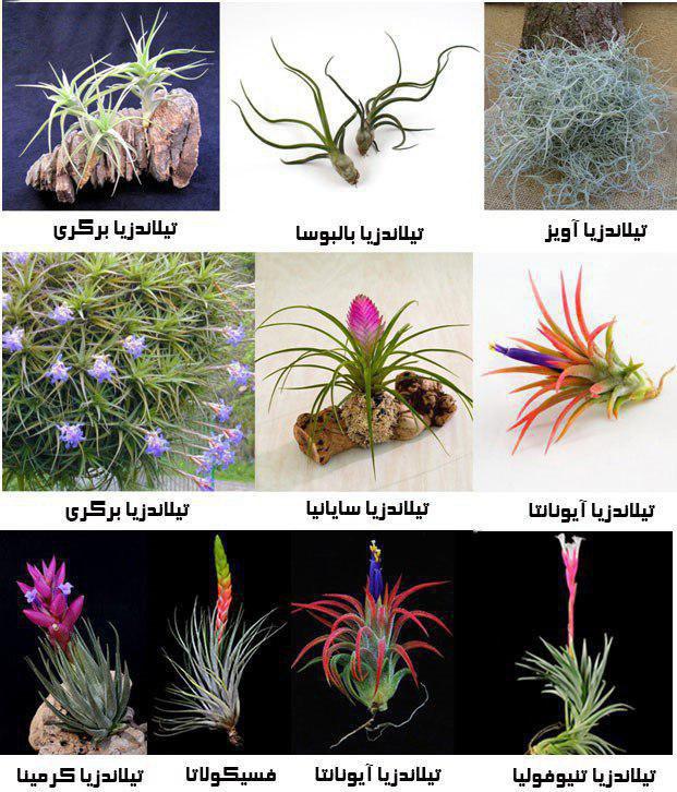 انواع گیاهان هوازی