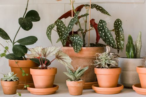 6 عامل تاثیر گذار در آبیاری گیاهان آپارتمانی