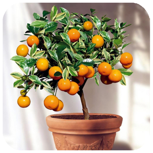 درخت پرتقال هدیه