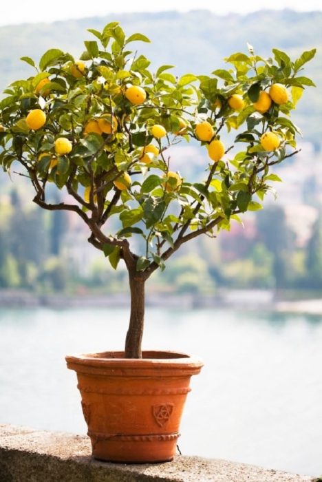 درختچه لیمو