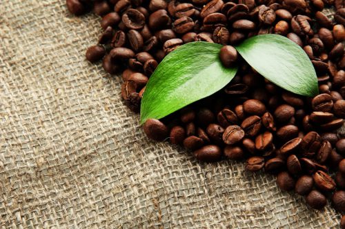 فواید تفاله قهوه برای گیاهان 