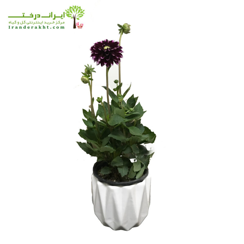کوکب-بنفش