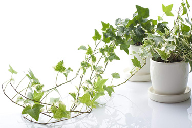 گیاهان-تصفیه-کننده-هوا-خانه