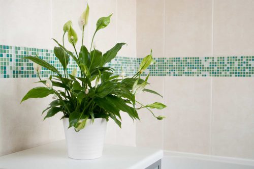 گیاهان مناسب حمام
