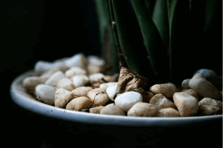 مزایا و معایب سنگ روی گلدان برای گیاه