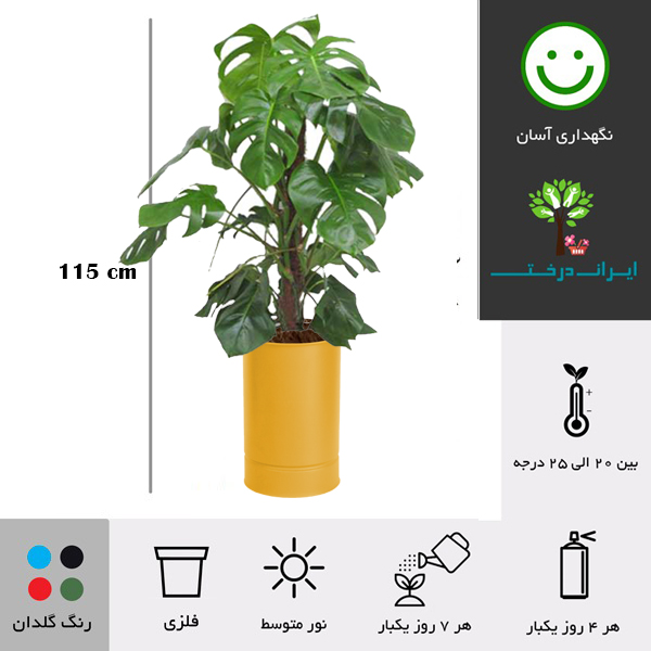 برن انجیری با گلدان فلزی زرد