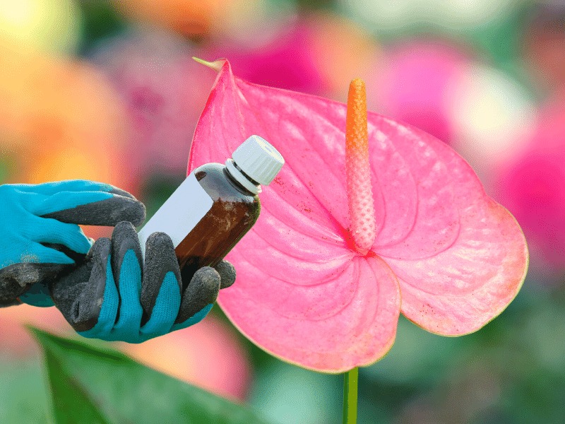 تقویت کننده گل آنتوریوم