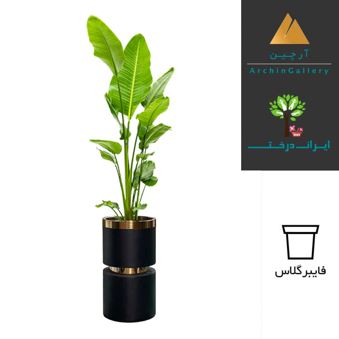 گلدان دکوراتیو نخل نیکولای ( نخل مسافر ) شماره 62 (ارسال سریع امروز)