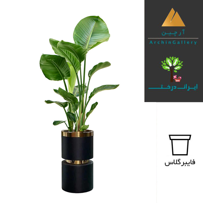 گلدان دکوراتیو نخل نیکولای ( نخل مسافر ) شماره 63 (ارسال سریع امروز) (کپی)