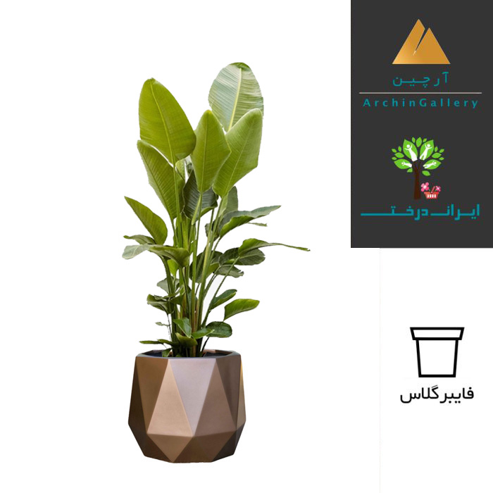 گلدان دکوراتیو نخل نیکولای ( نخل مسافر ) شماره 60 (ارسال سریع امروز)