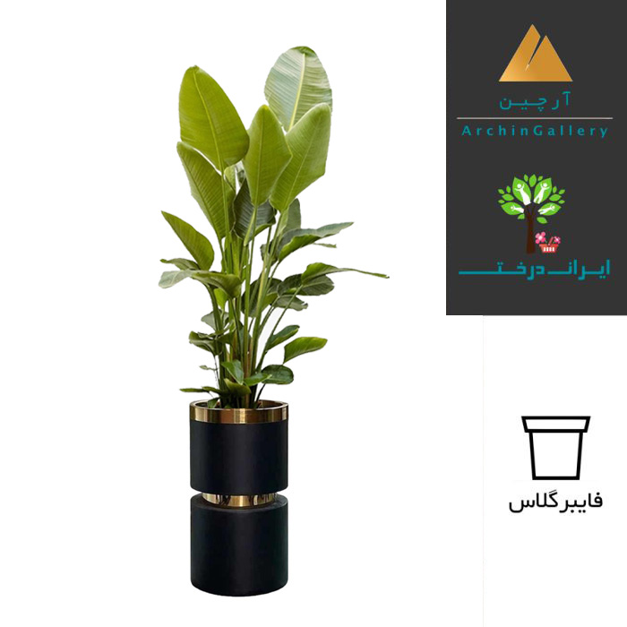 گلدان دکوراتیو نخل نیکولای ( نخل مسافر ) شماره 64 (ارسال سریع امروز)