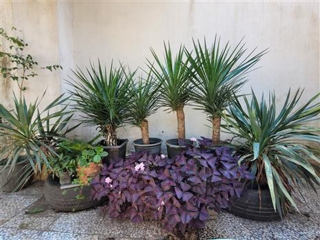 یوکا الوریفولیا