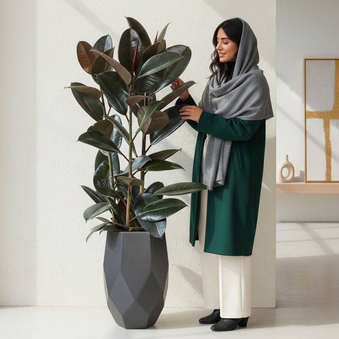 گلدان-دکوراتیو-فیکوس-بلک-شماره-105-(ارسال-سریع-امروز) گلدان دکوراتیو فیکوس بلک شماره 105 (ارسال سریع امروز) - Image 1