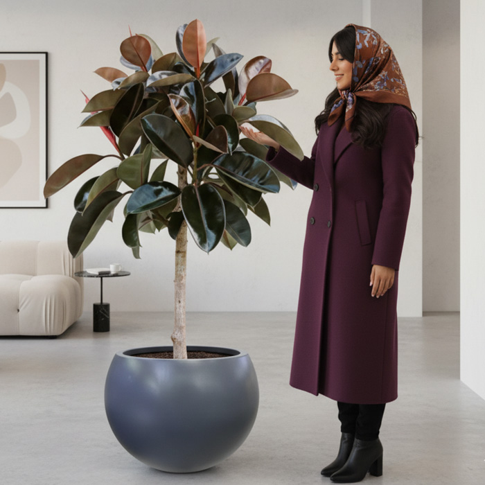 گلدان-دکوراتیو-فیکوس-بلک-شماره-116-(ارسال-سریع-امروز) گلدان دکوراتیو فیکوس بلک شماره 116 (ارسال سریع امروز) - Image 1