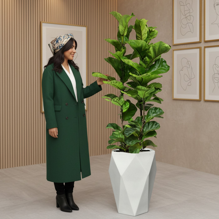 گلدان-دکوراتیو-فیکوس-لیراتا-شماره-154-(ارسال-سریع-امروز)-1 گلدان دکوراتیو فیکوس لیراتا شماره 154 (ارسال سریع امروز) - Image 1