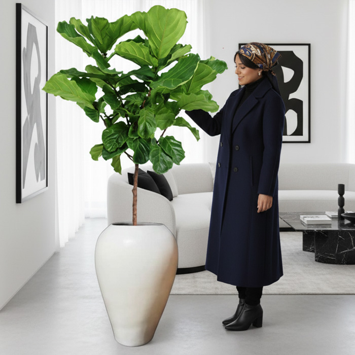 گلدان-دکوراتیو-فیکوس-لیراتا-شماره-169-(ارسال-سریع-امروز) گلدان دکوراتیو فیکوس لیراتا شماره 169 (ارسال سریع امروز) - Image 1