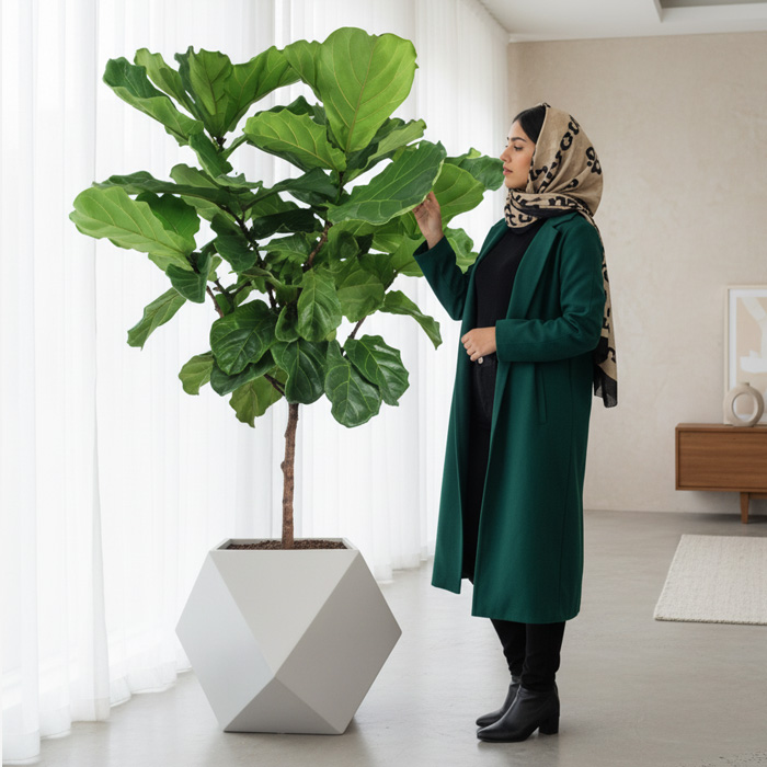 گلدان-دکوراتیو-فیکوس-لیراتا-شماره-174-(ارسال-سریع-امروز) گلدان دکوراتیو فیکوس لیراتا شماره 174 (ارسال سریع امروز) - Image 1