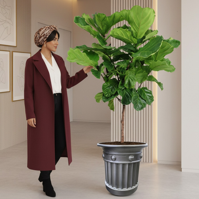 گلدان-دکوراتیو-فیکوس-لیراتا-شماره-177-(ارسال-سریع-امروز) گلدان دکوراتیو فیکوس لیراتا شماره 177 (ارسال سریع امروز) - Image 1