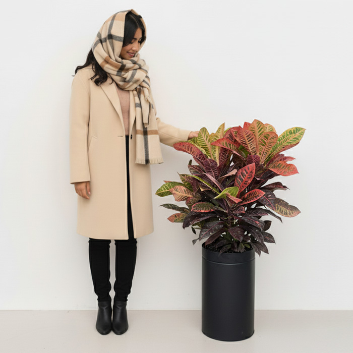 گلدان-گل-کروتون-شماره-5-ارسال-سریع-امروز-1 گلدان گل کروتون شماره 5 (ارسال سریع امروز) - Image 2