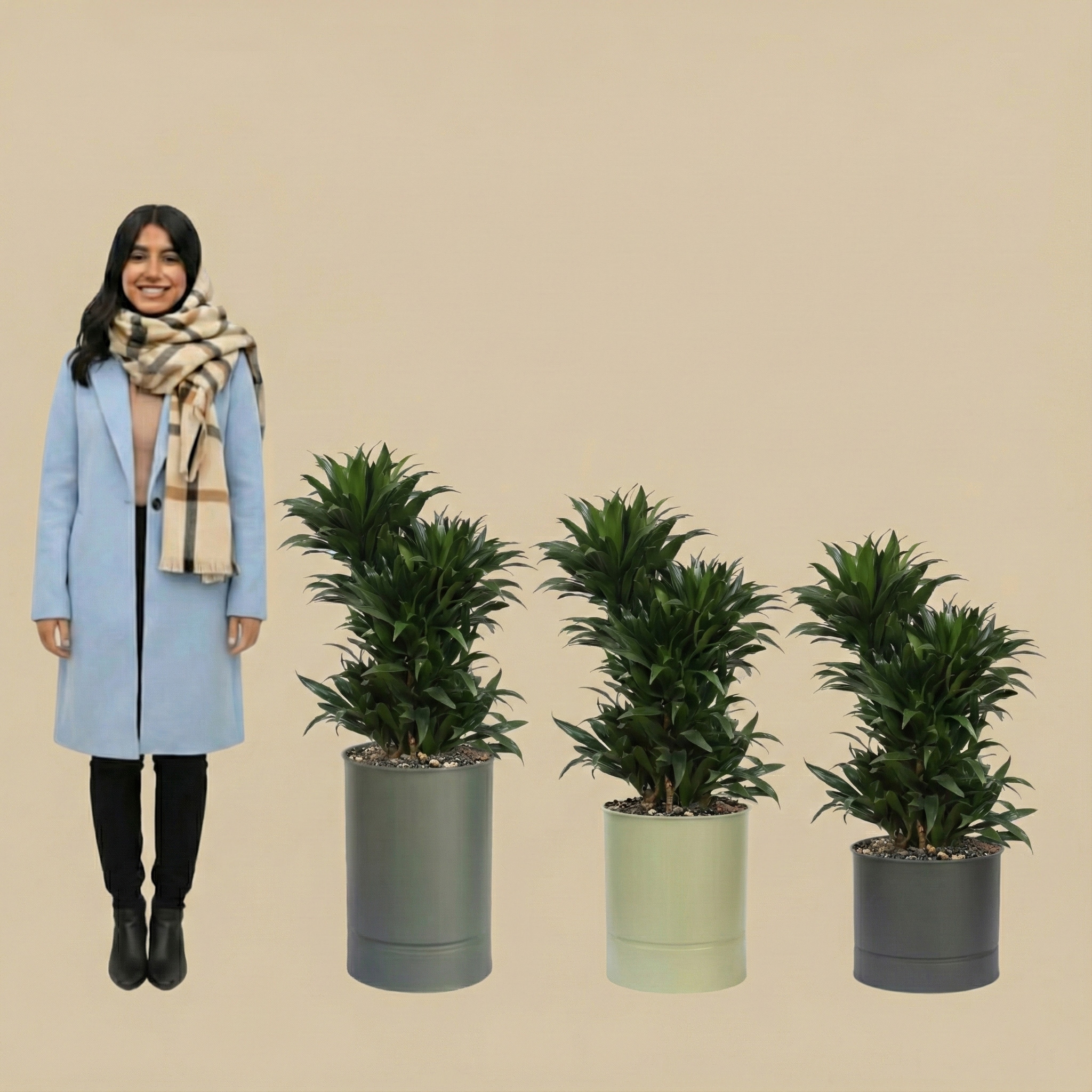 گلدان دراسنا کامپکت مدل es شماره 37 (ارسال سریع امروز)