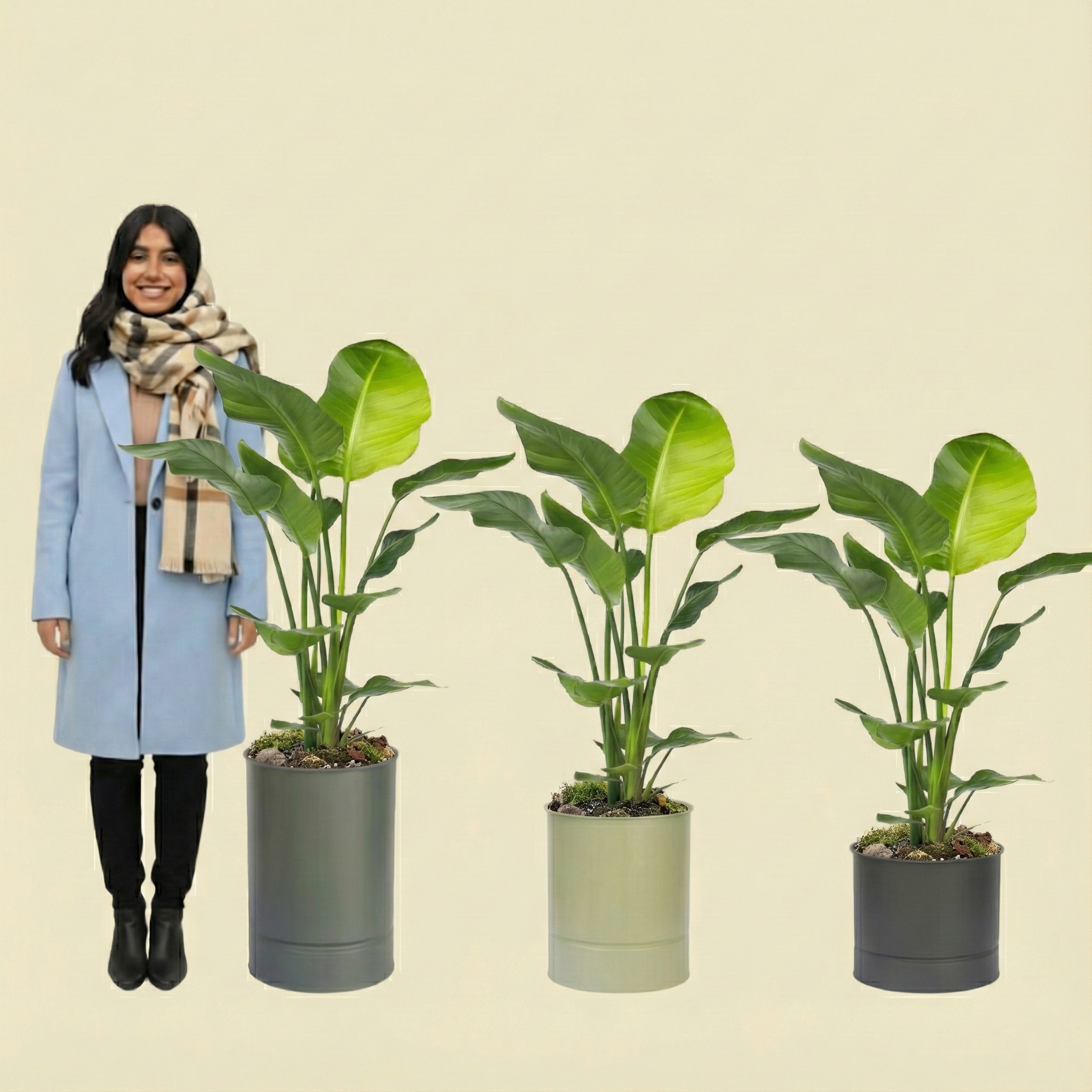 نیکولای گلدان نخل نیکولای مدل es شماره 70 (ارسال سریع امروز) - Image 1