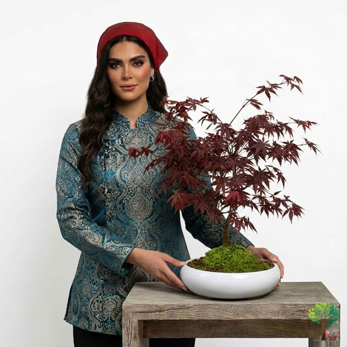 0 بونسای افرا مدل B12 (ارسال سریع امروز) - Image 1