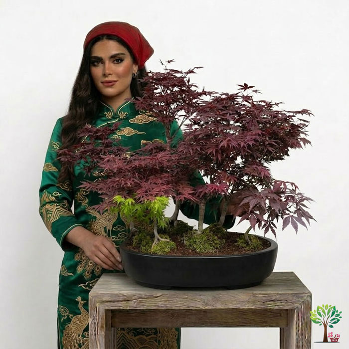 0 بونسای لوکس افرا مدل B39 (ارسال سریع امروز) - Image 1