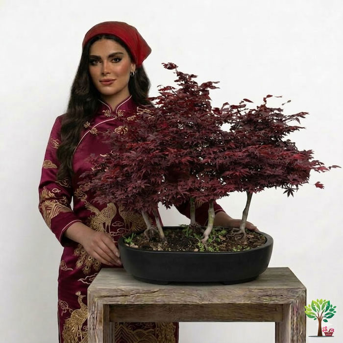 1 بونسای لوکس افرا مدل B40 (ارسال سریع امروز) - Image 1