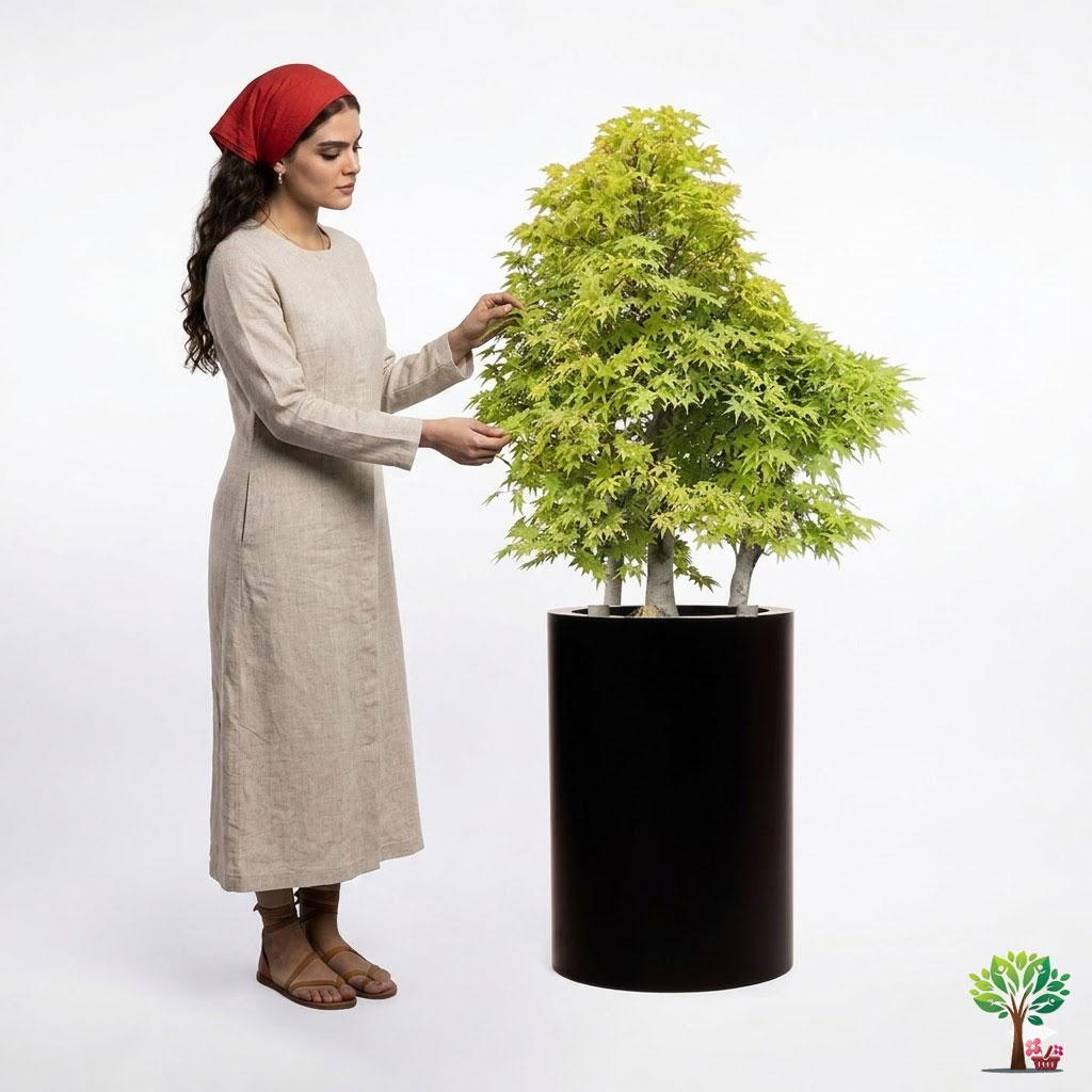 11 بونسای لوکس افرا مدل B24 (ارسال سریع امروز) - Image 1