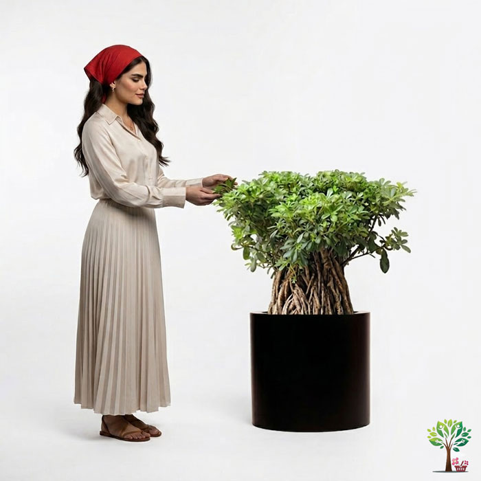 2 بونسای لوکس میخک ژاپنی مدل B42 (ارسال سریع امروز) - Image 1