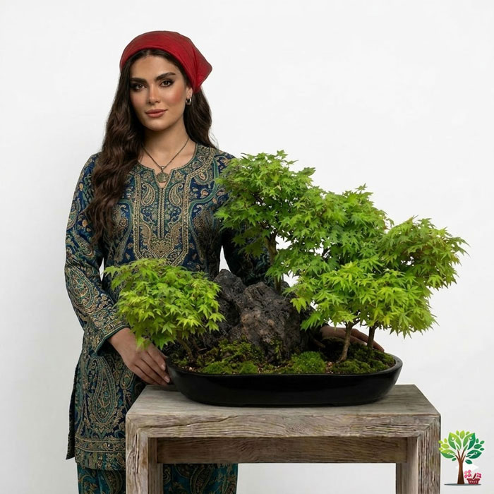 6 بونسای لوکس افرا مدل B38 (ارسال سریع امروز) - Image 1