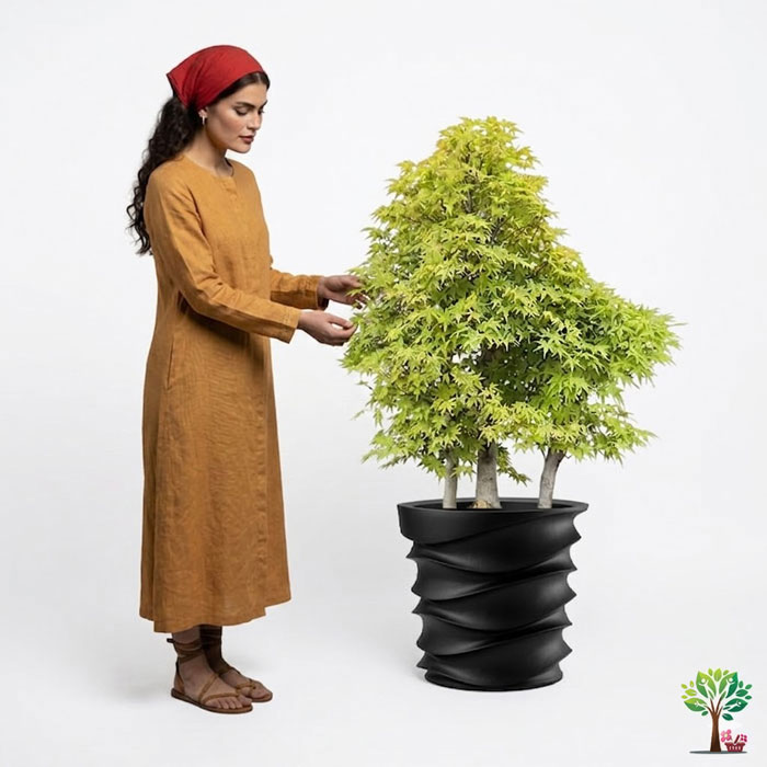 6 بونسای لوکس افرا مدل B19 (ارسال سریع امروز) - Image 1