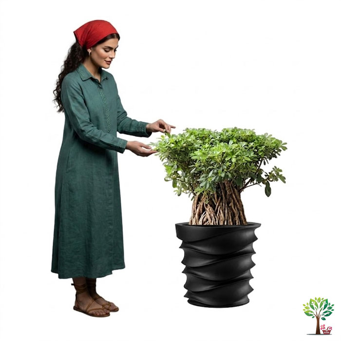 7 بونسای لوکس میخک ژاپنی مدل B47 (ارسال سریع امروز) - Image 1