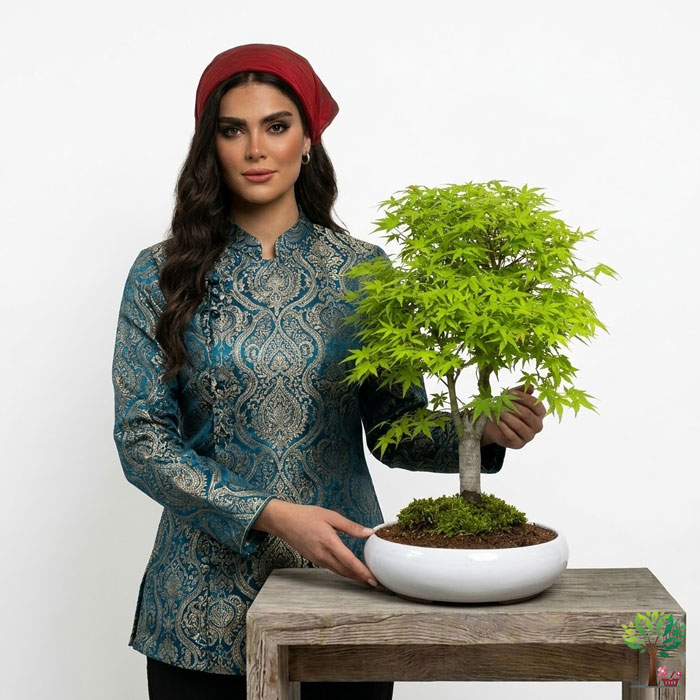 7 بونسای افرا مدل B9 (ارسال سریع امروز) - Image 1